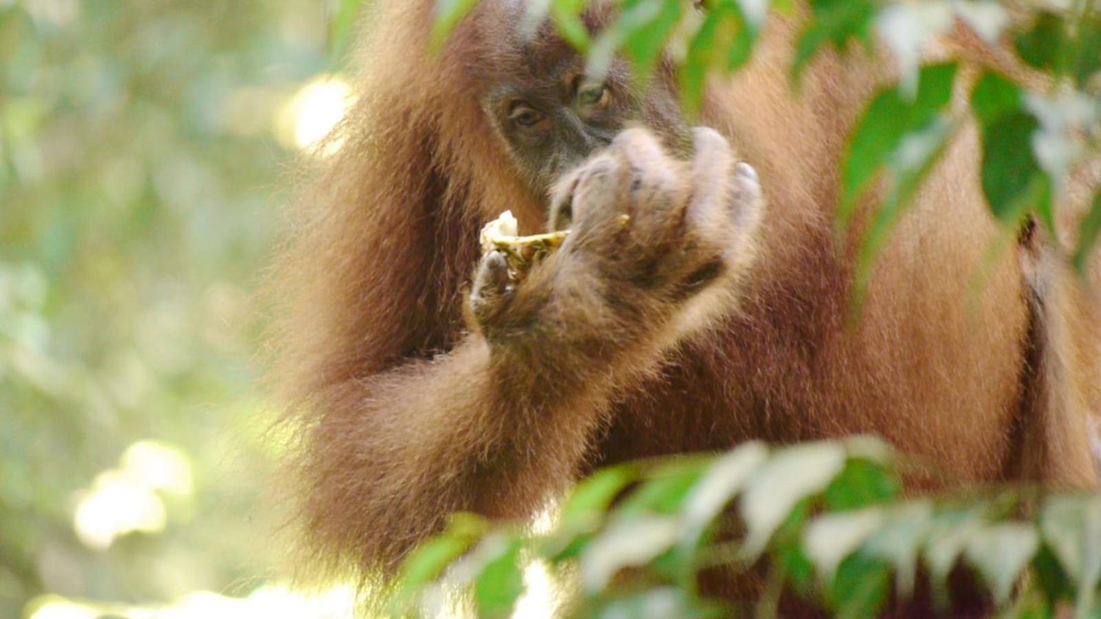 Batu Kapal Guest House & Jungle Trekking Bukit Lawang Exterior photo
