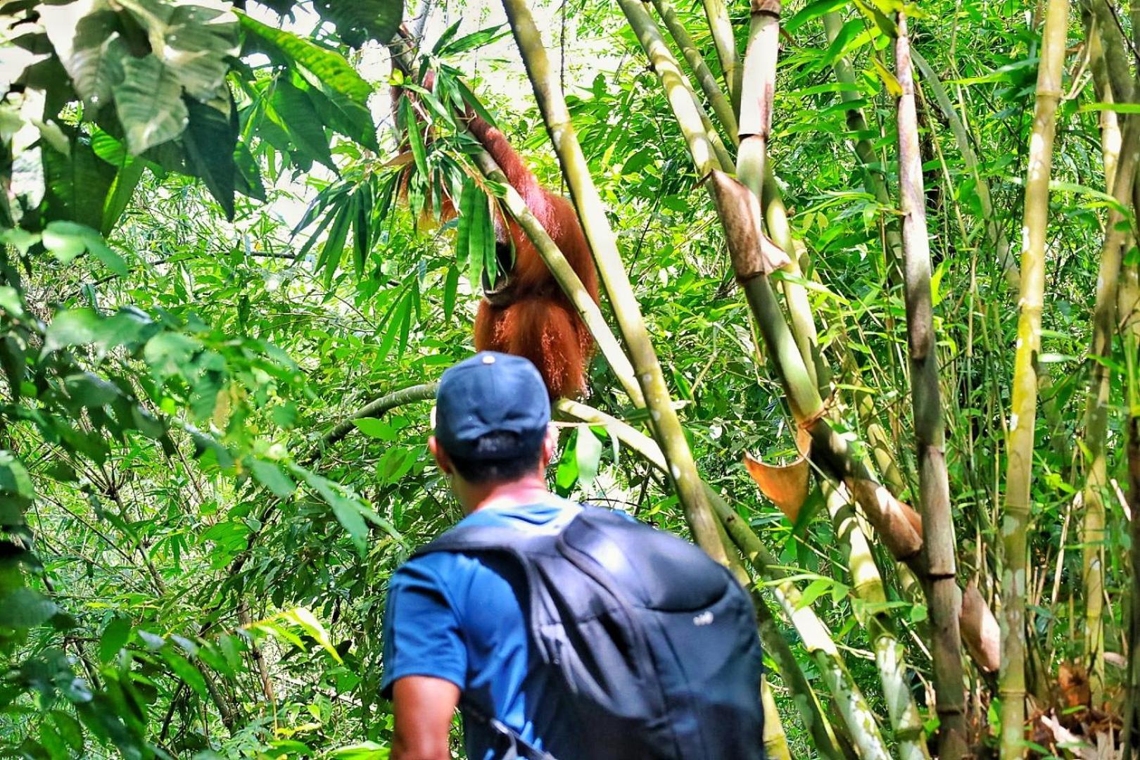 Batu Kapal Guest House & Jungle Trekking Bukit Lawang Exterior photo