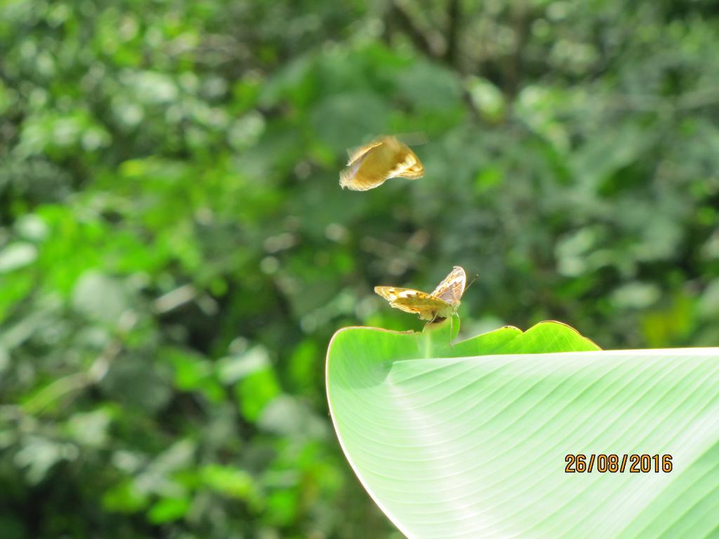 Batu Kapal Guest House & Jungle Trekking Bukit Lawang Exterior photo