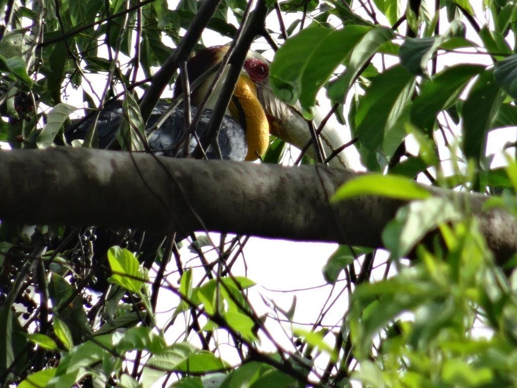 Batu Kapal Guest House & Jungle Trekking Bukit Lawang Exterior photo