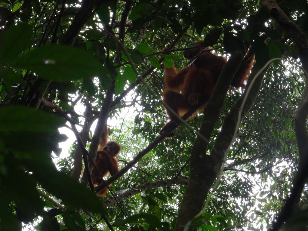 Batu Kapal Guest House & Jungle Trekking Bukit Lawang Exterior photo